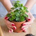 How gardening helps mental health?