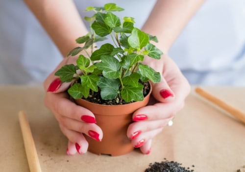 How gardening helps mental health?